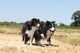 BORDER COLLIE 238